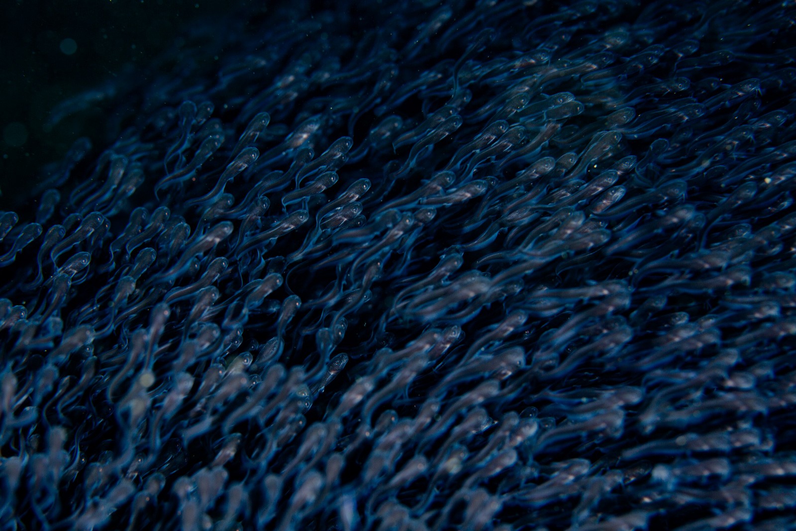 Anemone tentacle field, abstract, Lembeh Strait