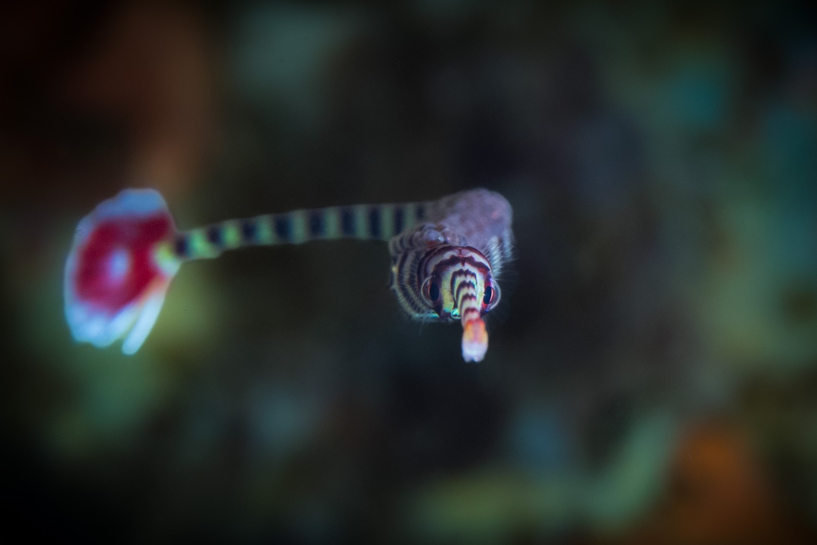 Banded pipefish with red tail fan, Lembeh Strait