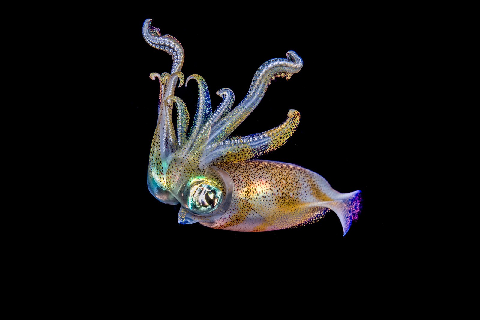 Bigfin reef squid on black, Lembeh Strait