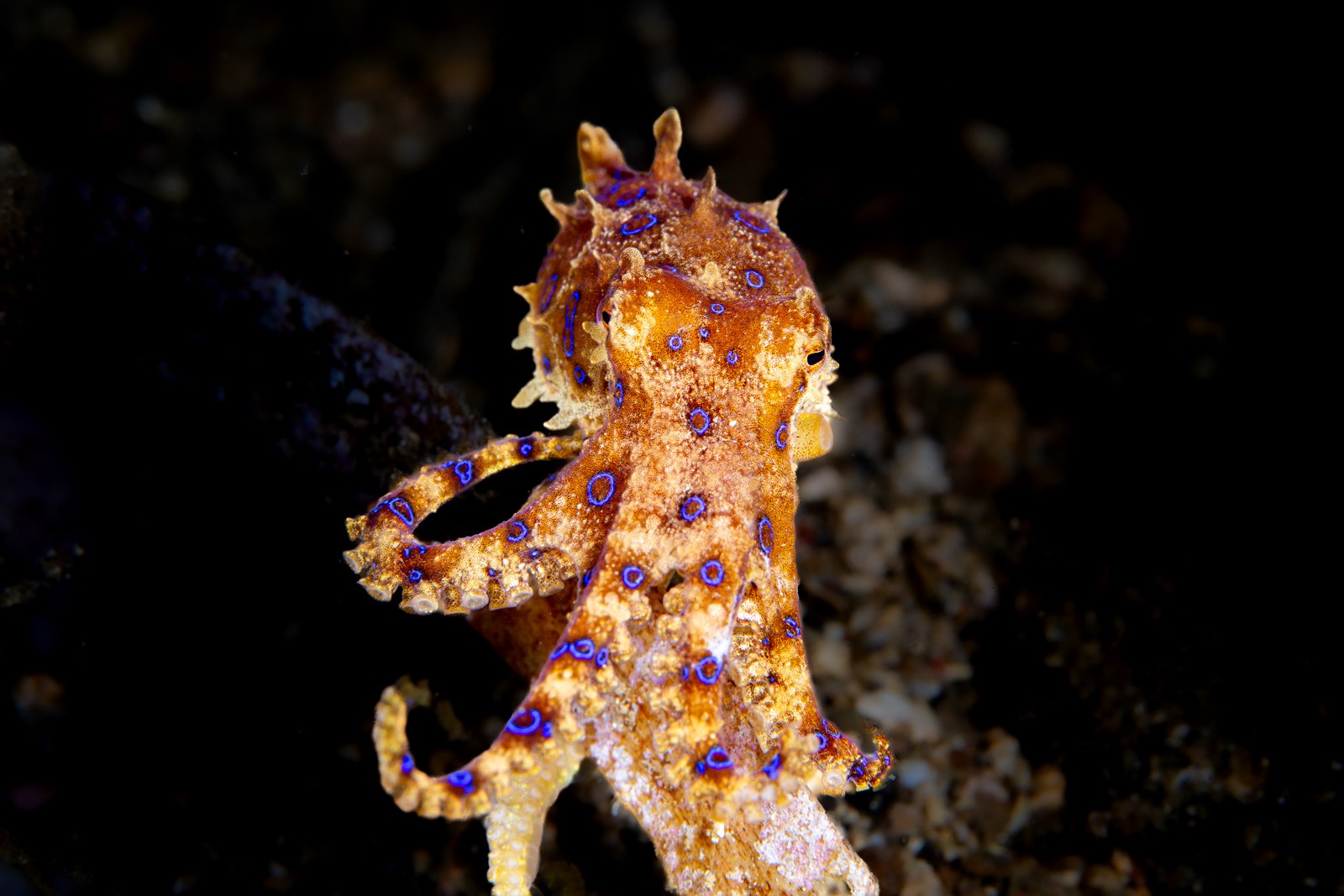 Blue-ringed octopus, upright on sand, Lembeh Strait