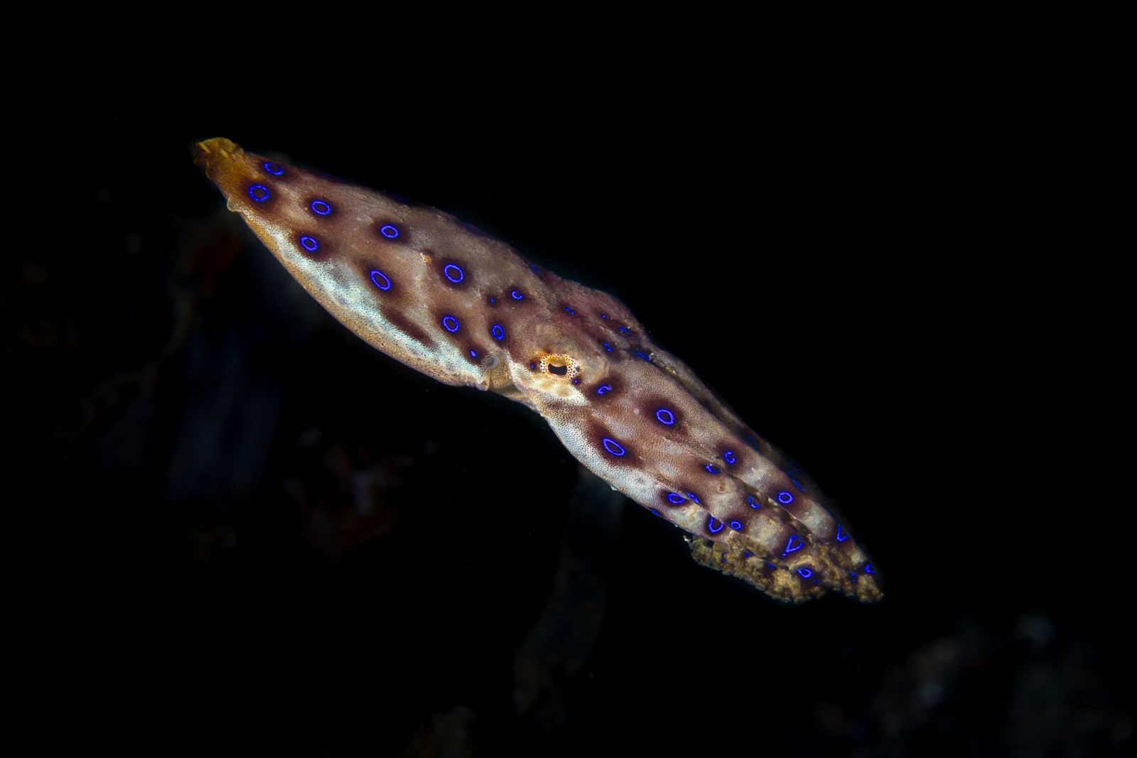 Blue-ringed octopus, whole animal on black, Lembeh Strait