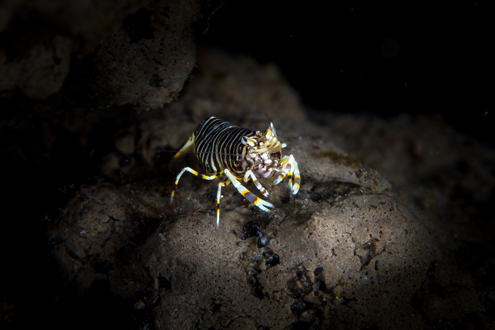 Bumblebee shrimp, Gnathophyllum, Lembeh Strait
