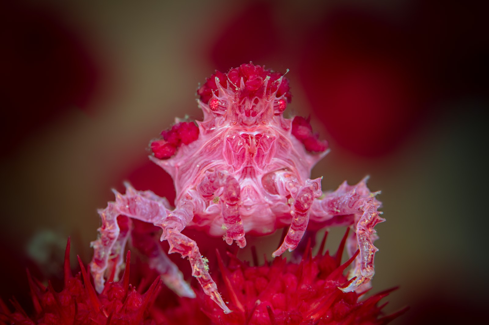 Candy crab, Hoplophrys oatesii, Lembeh Strait