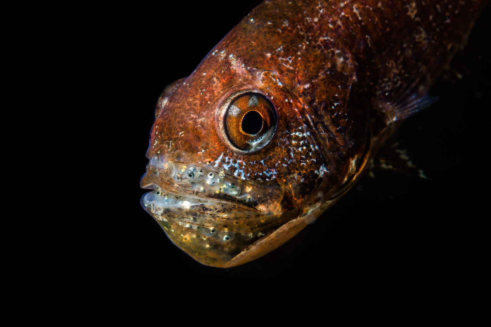 Lembeh Strait