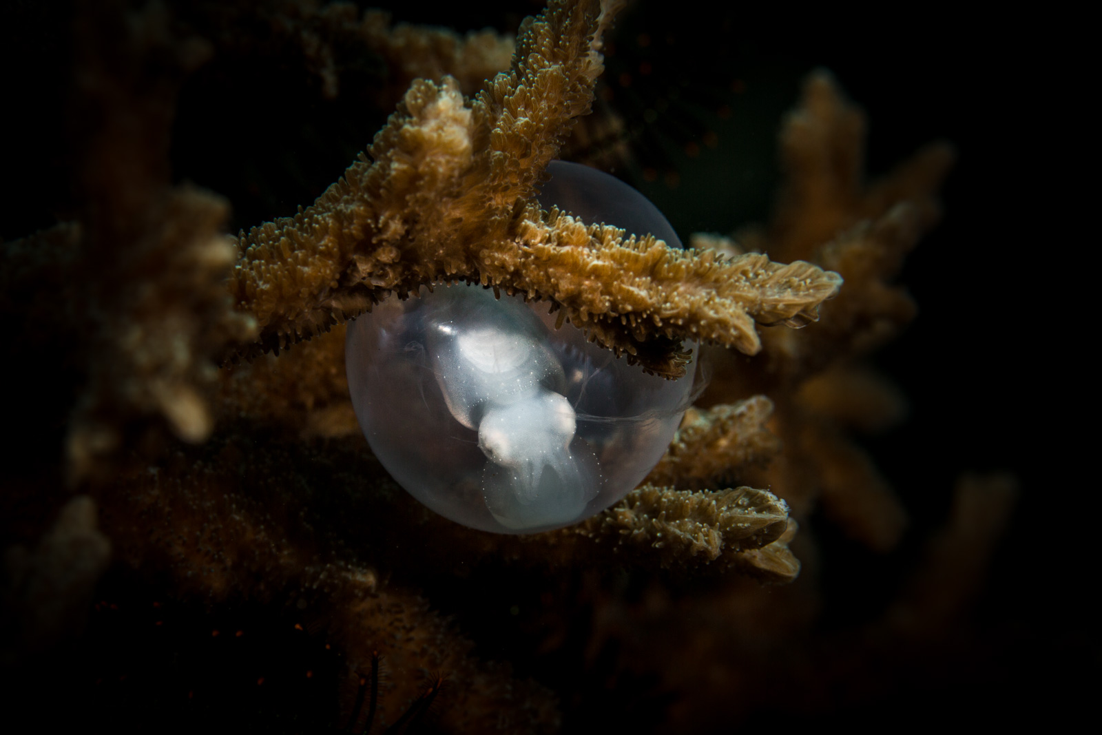 A cephalopod egg an embryo inside, the Lembeh Strait