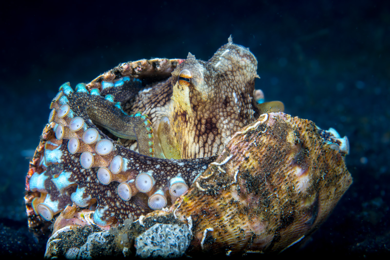 Lembeh Strait