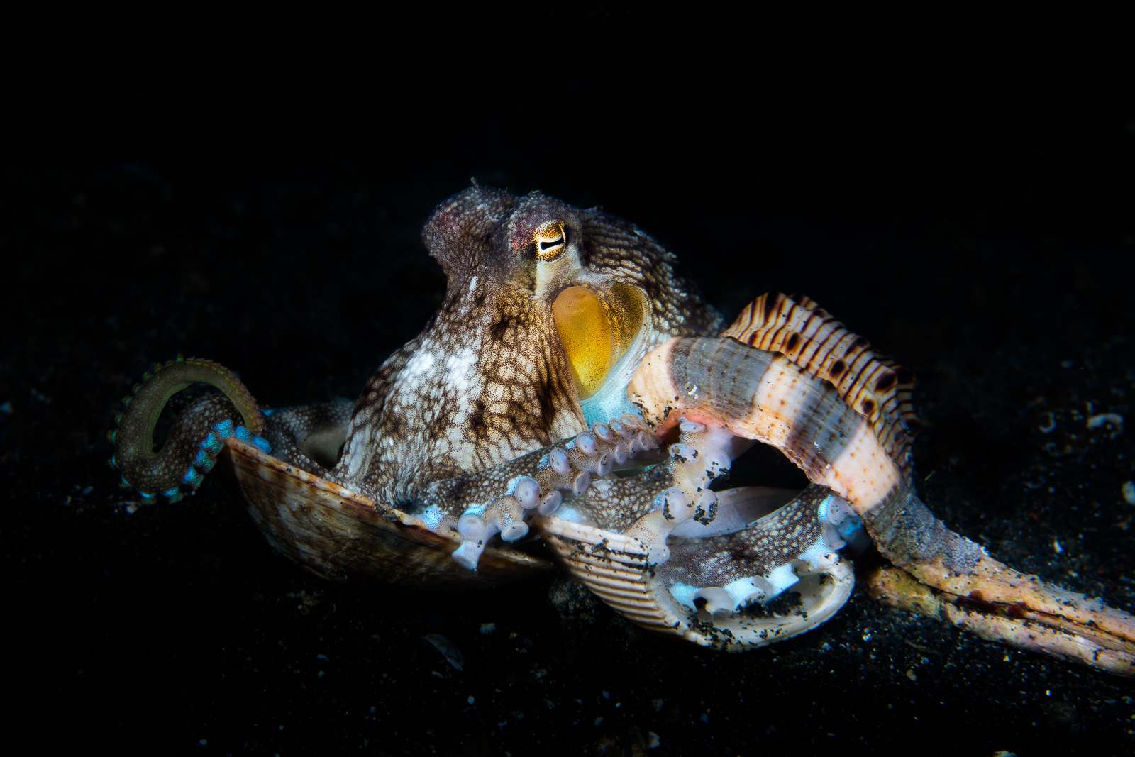 A coconut octopus carrying shells, the Lembeh Strait