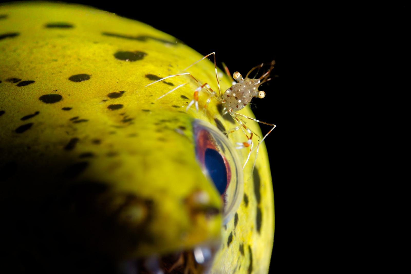 Commensal shrimp on a yellow host, Lembeh Strait