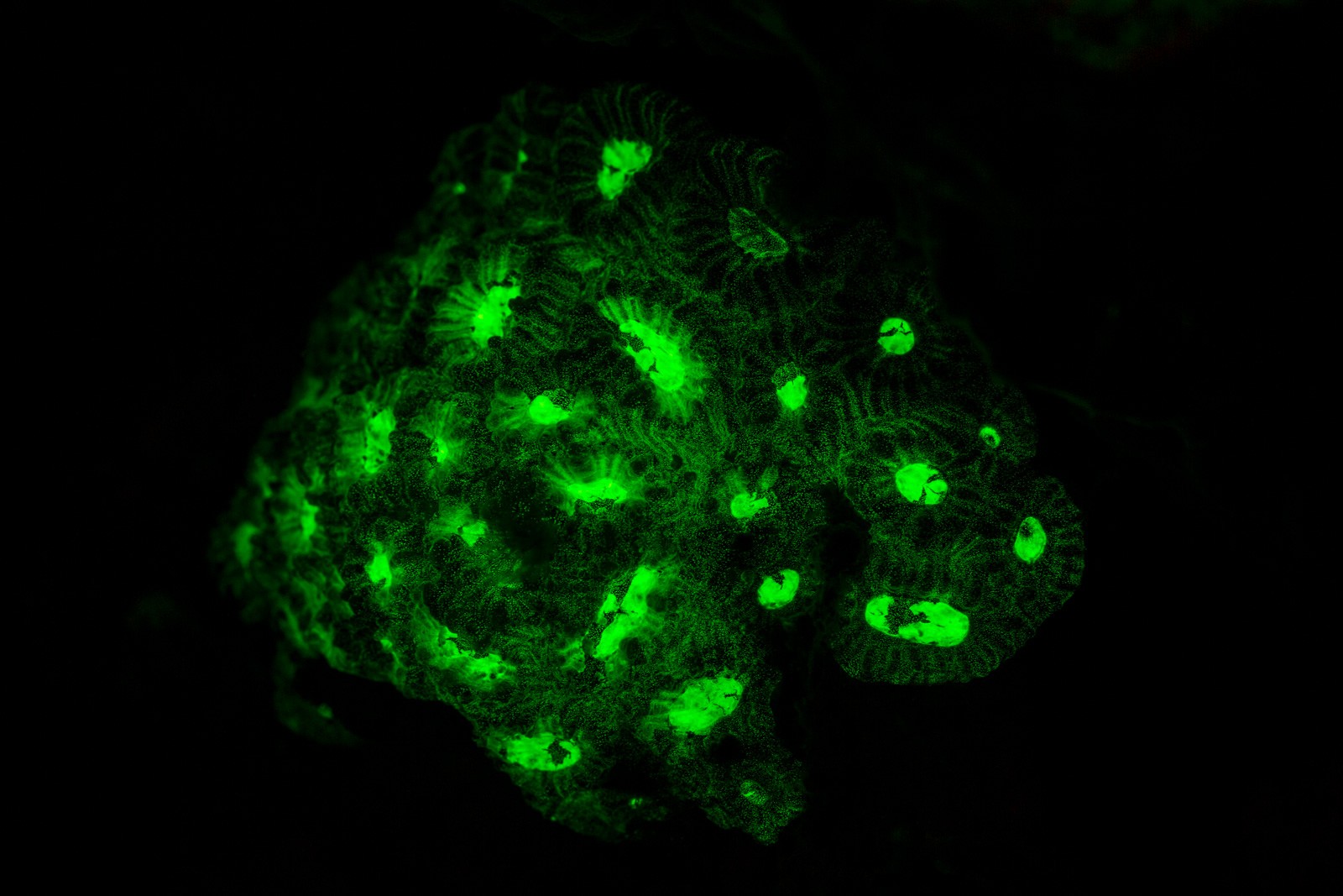 Coral fluorescence, Lembeh Strait