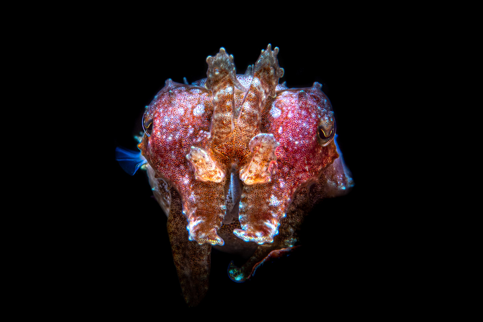 Lembeh Strait