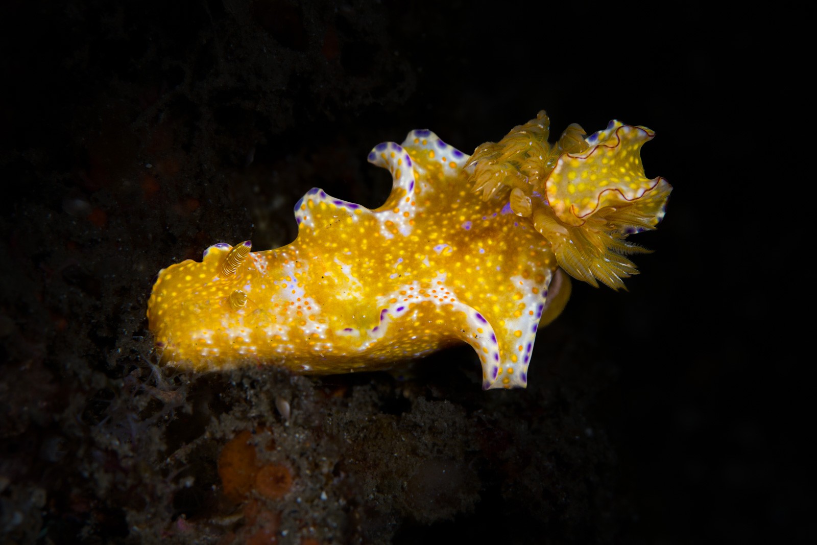 Dorid nudibranch, yellow with purple-edged mantle, Lembeh Strait