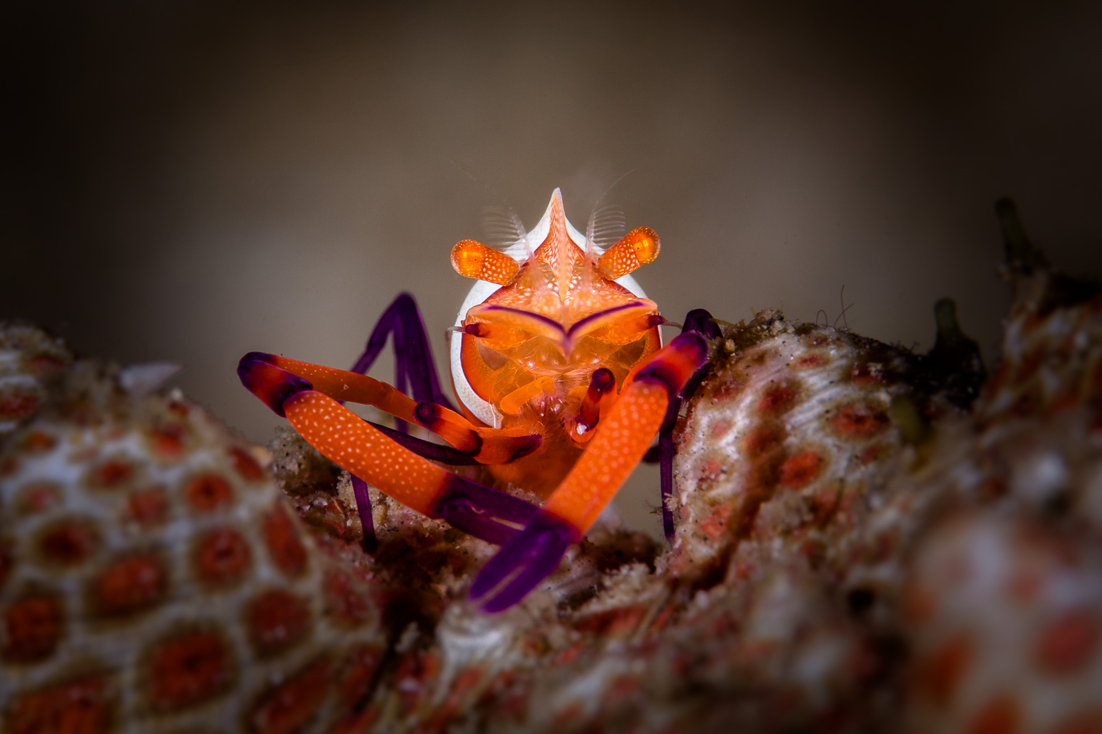 An emperor shrimp, the Lembeh Strait