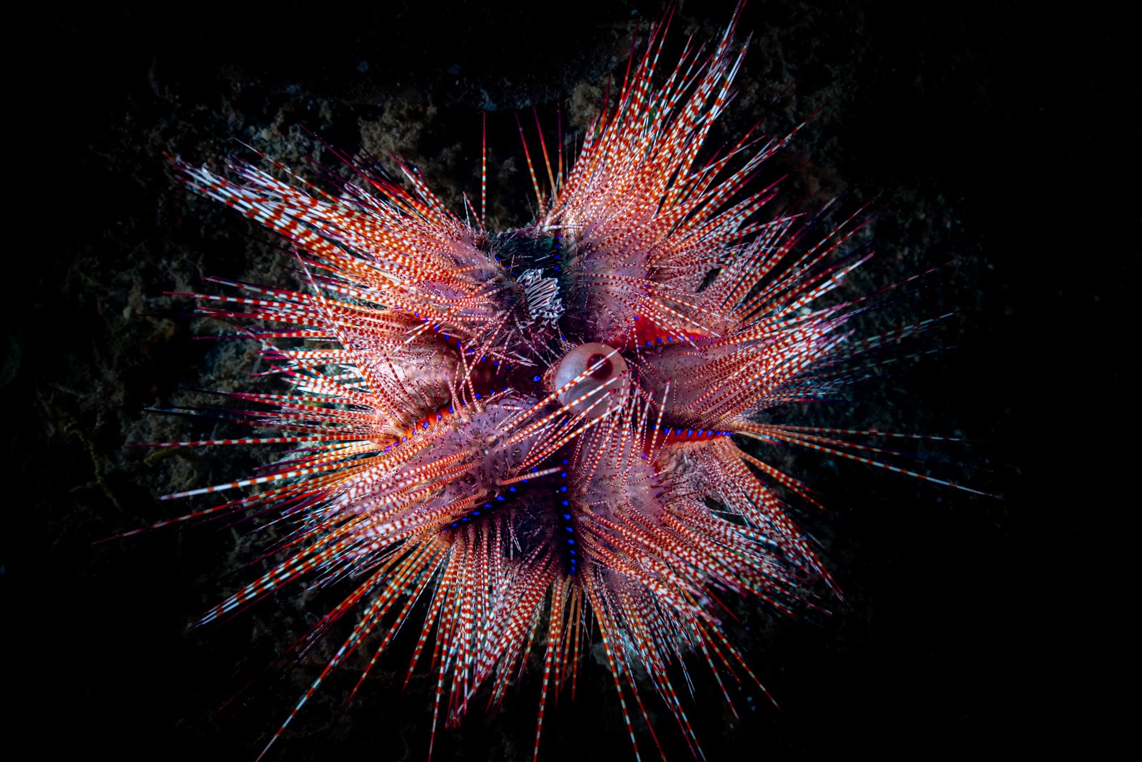 Fire urchin, Astropyga radiata, Lembeh Strait