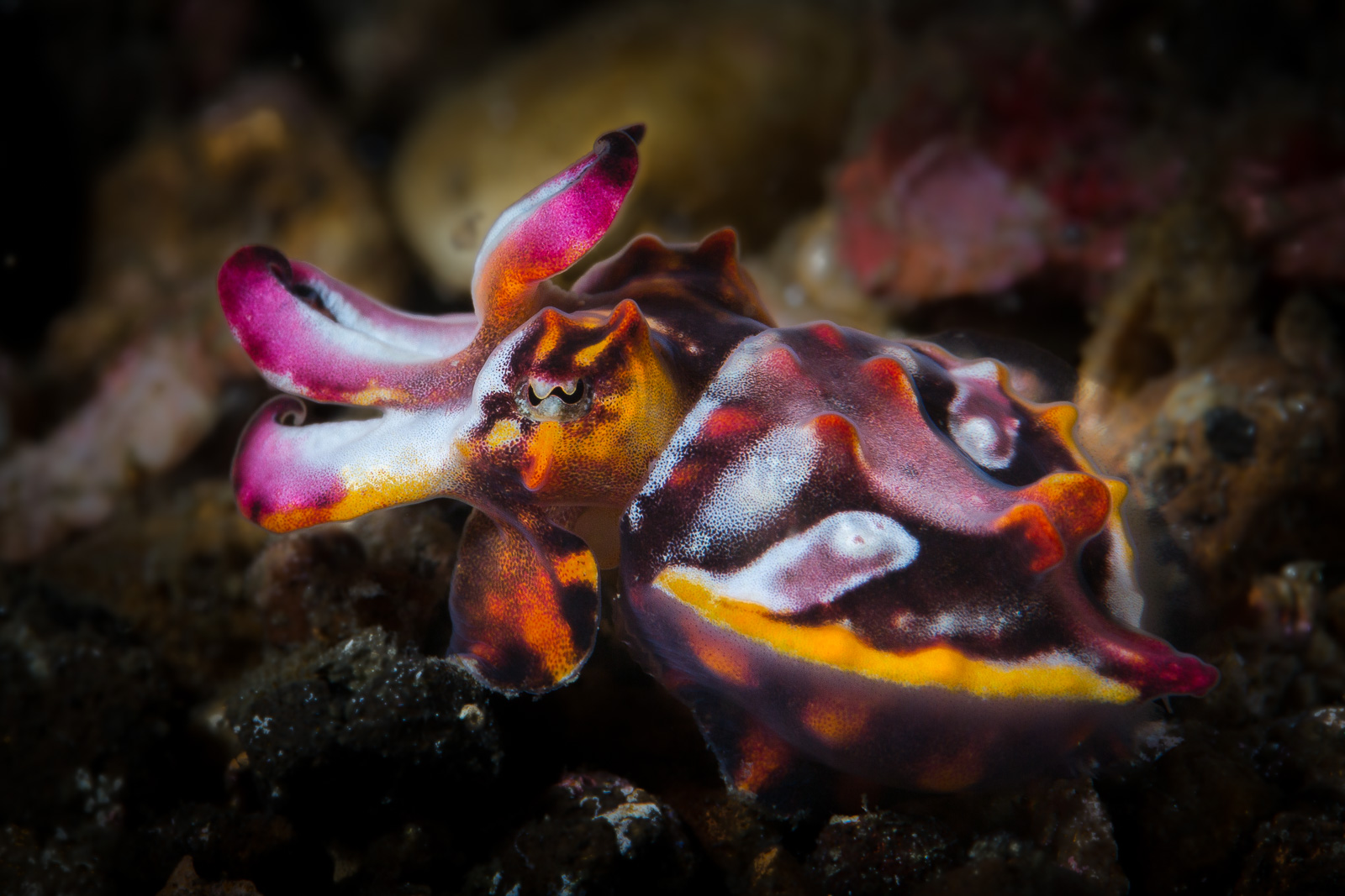 A flamboyant cuttlefish walking, the Lembeh Strait