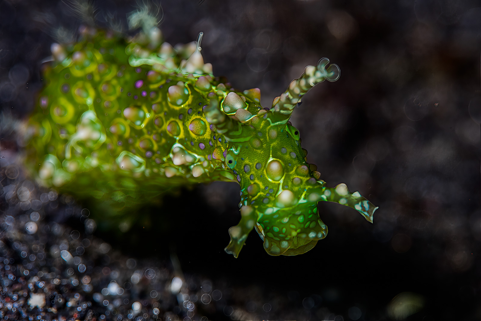Green sea slug, ringed spots, Lembeh Strait