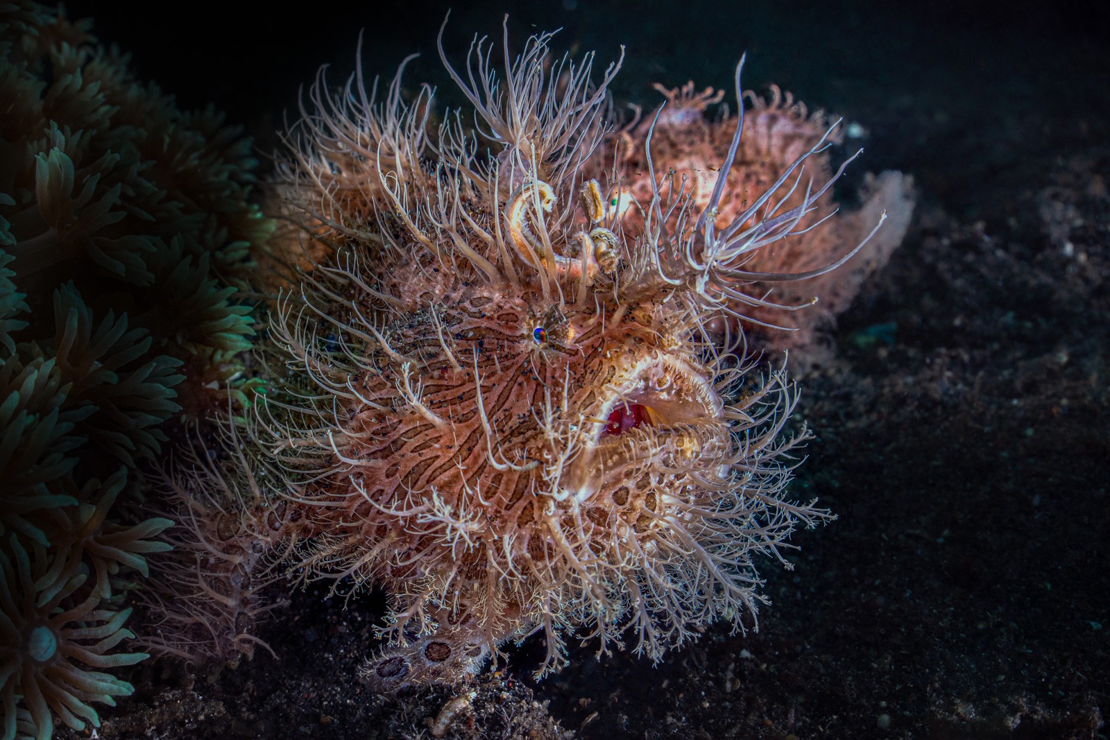 Hairy frogfish, single, side, Lembeh Strait