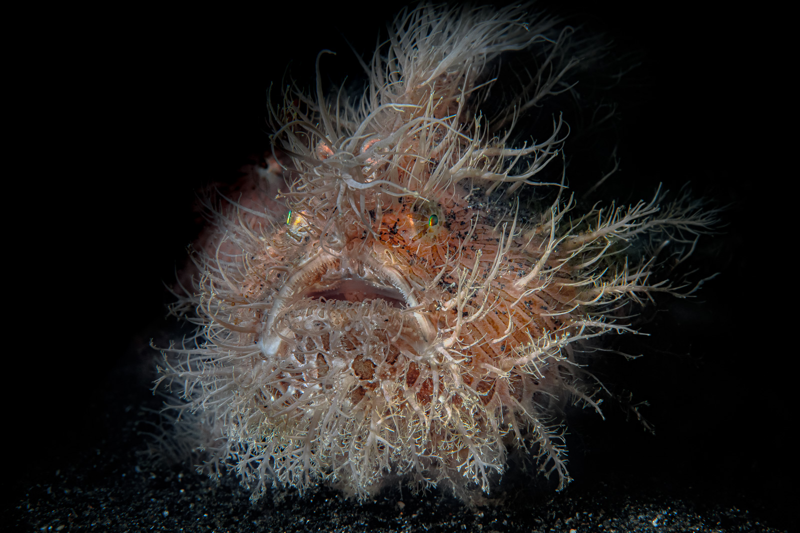 A macro subject rendered at high magnification against dark water
