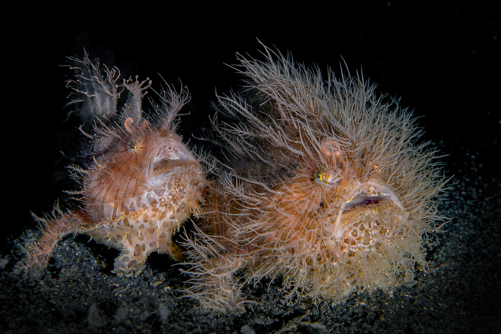 Lembeh Strait