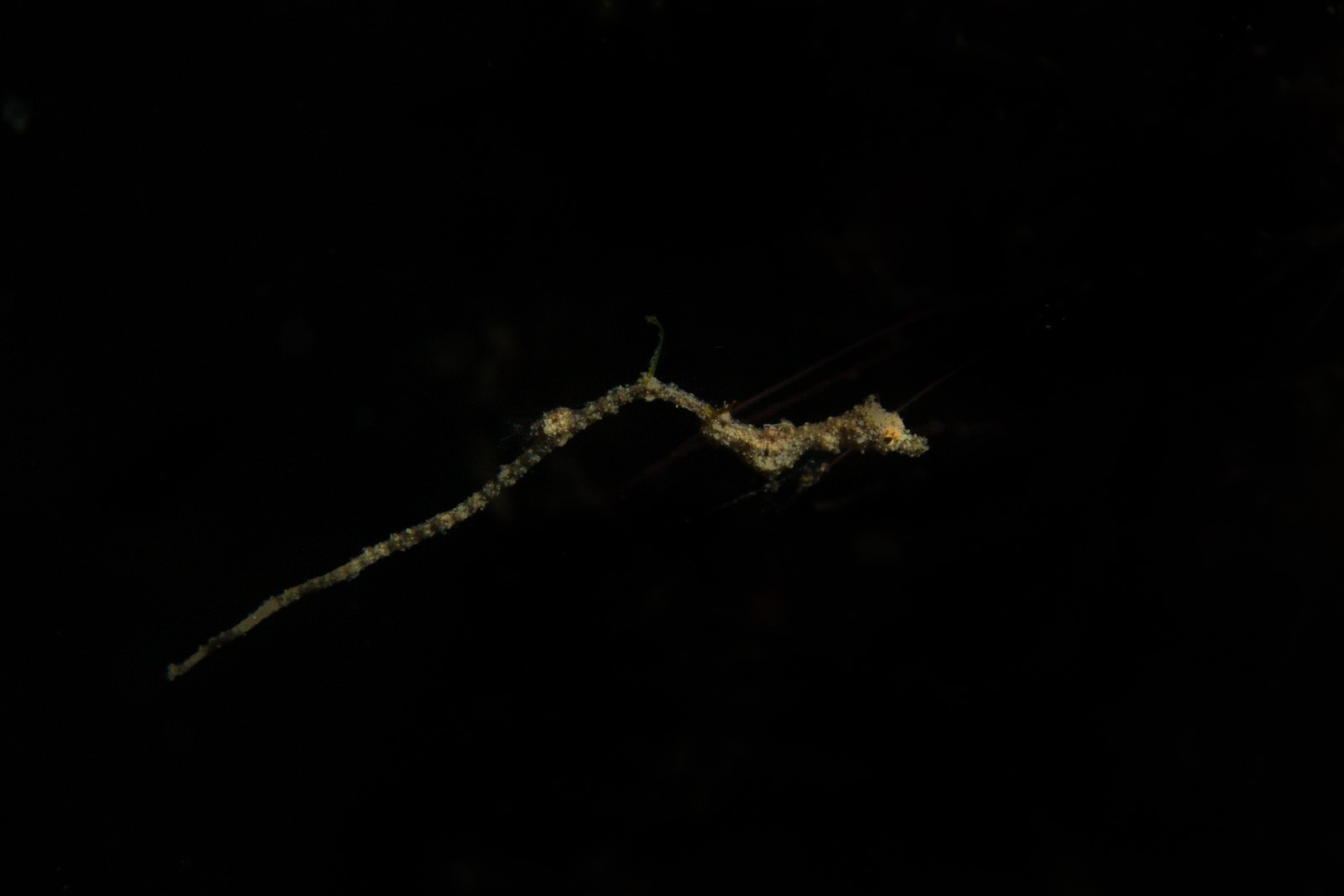 Hairy shrimp or caprellid on black, Lembeh Strait