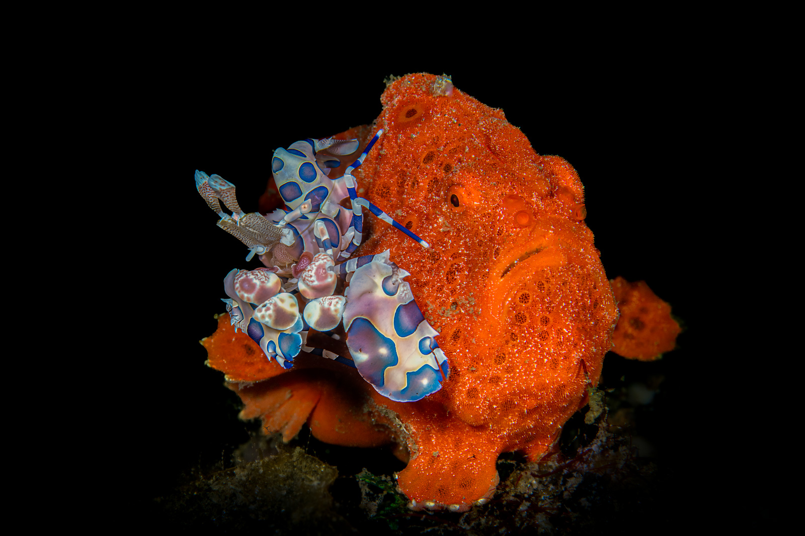 Harlequin shrimp frogfish, Lembeh Strait