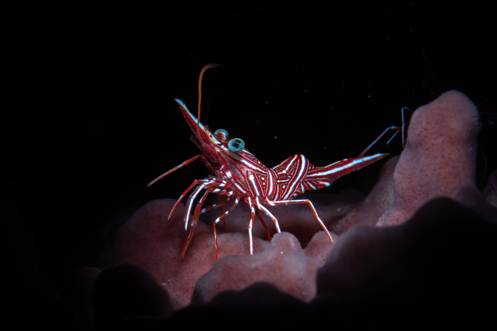 Hinge-beak / dancing shrimp on pink sponge, Lembeh Strait