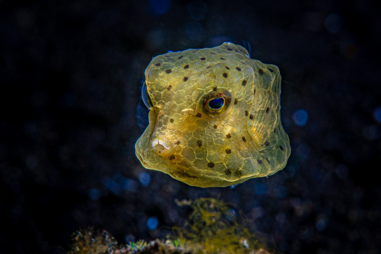 Juvenile boxfish, frontal, Lembeh Strait