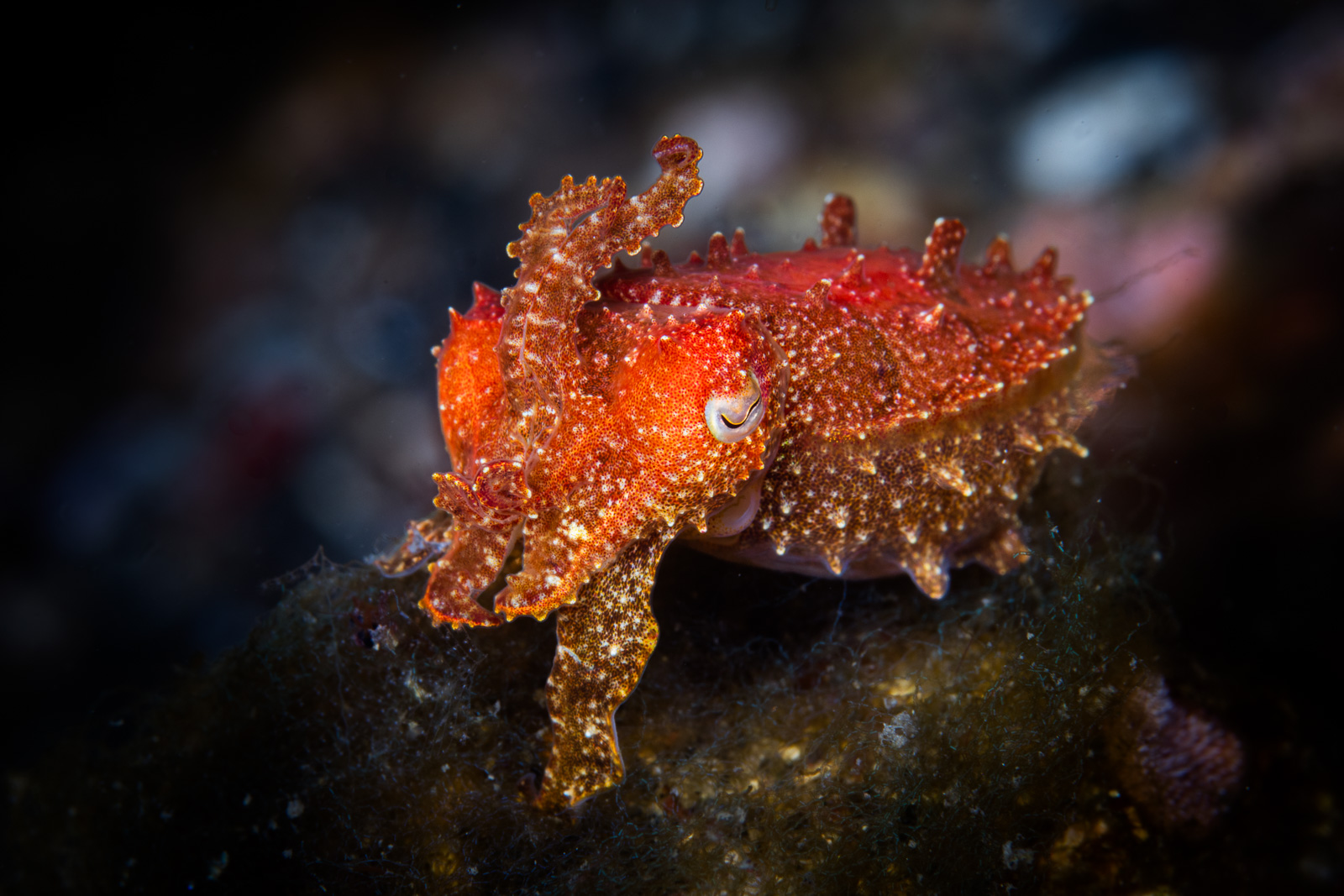 Lembeh Strait