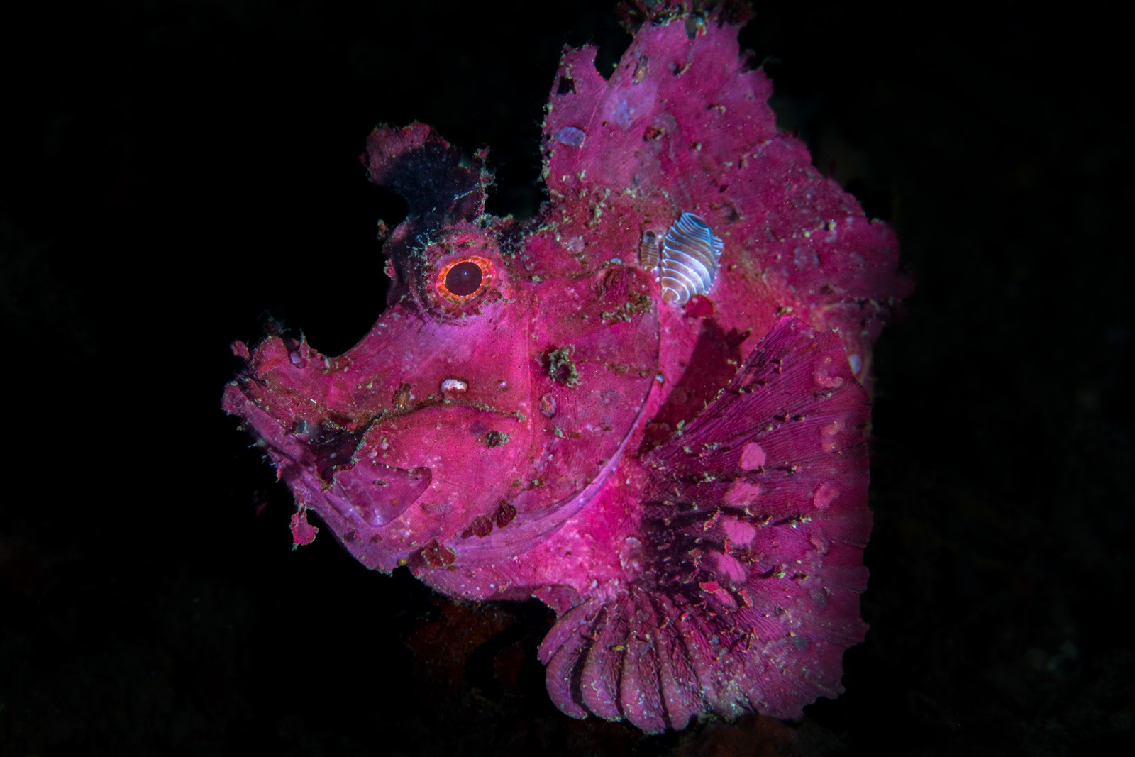 Leaf scorpionfish, magenta, Lembeh Strait