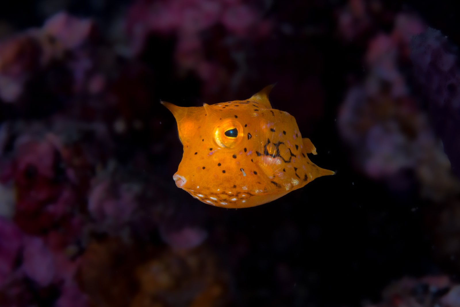 Longhorn cowfish juvenile, Lactoria cornuta, Lembeh Strait