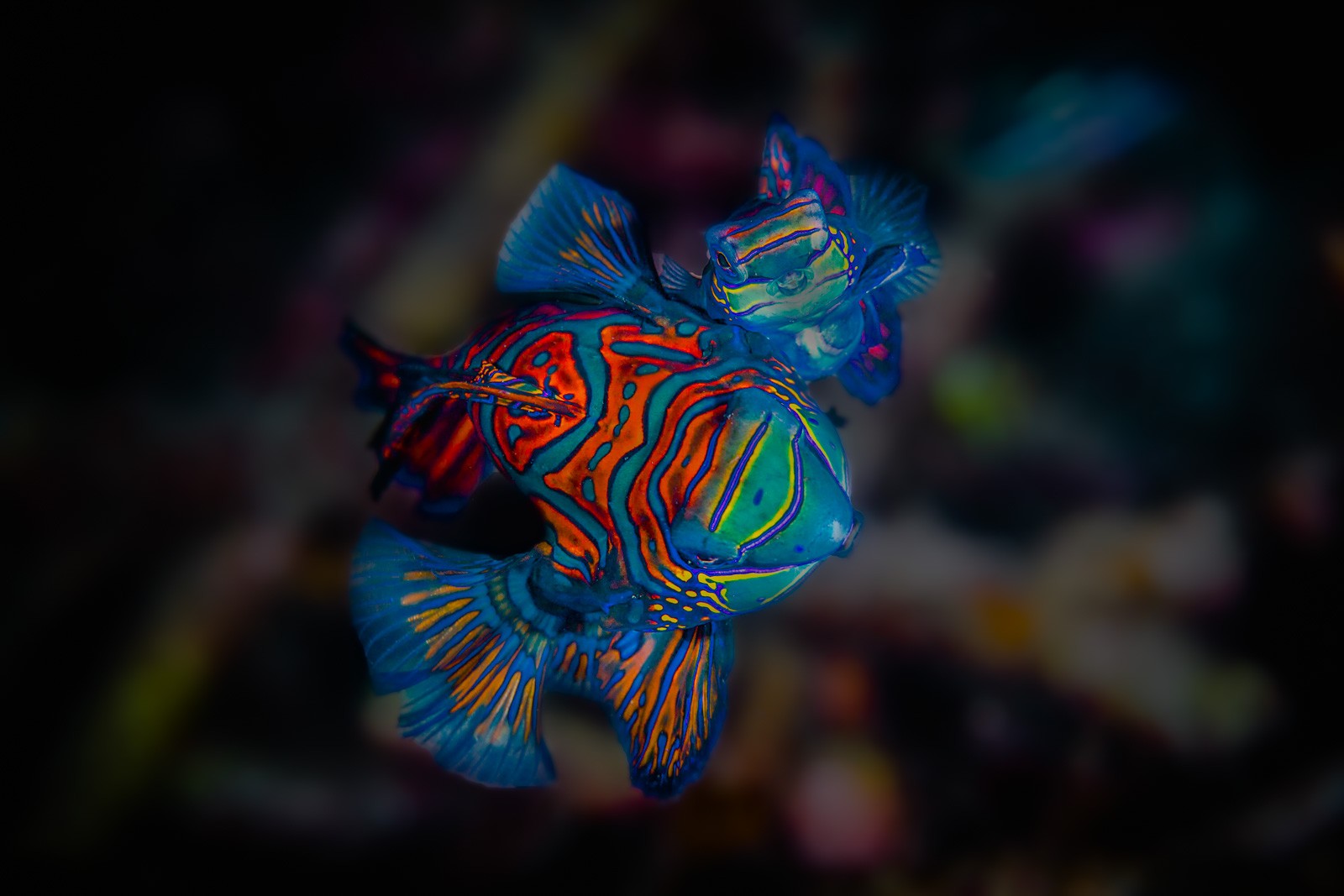 Mandarinfish, single, Lembeh Strait