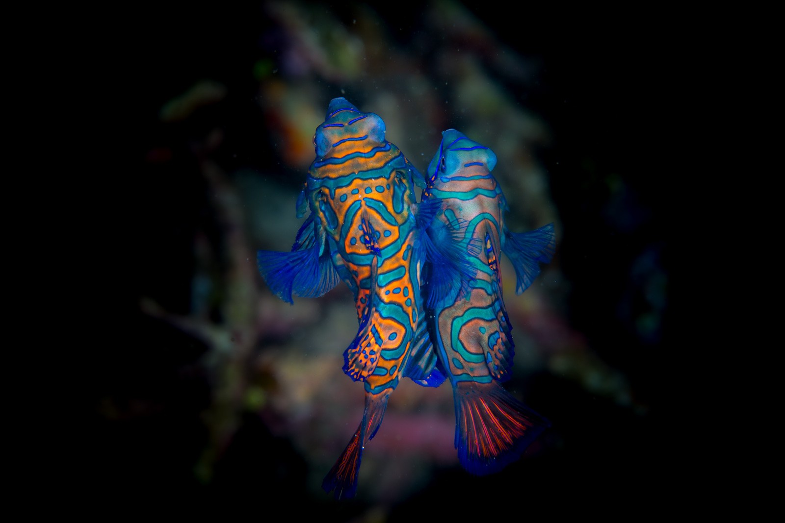 Mandarinfish PAIR, spawning ascent, Lembeh Strait