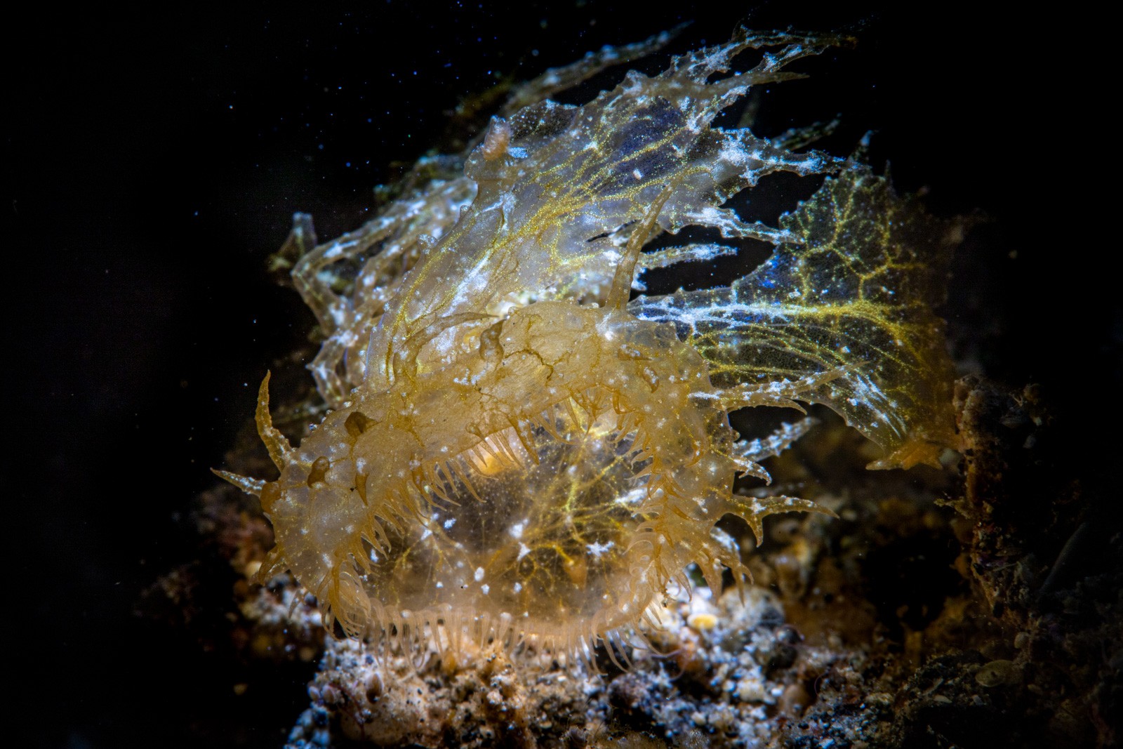 Melibe colemani, Lembeh Strait