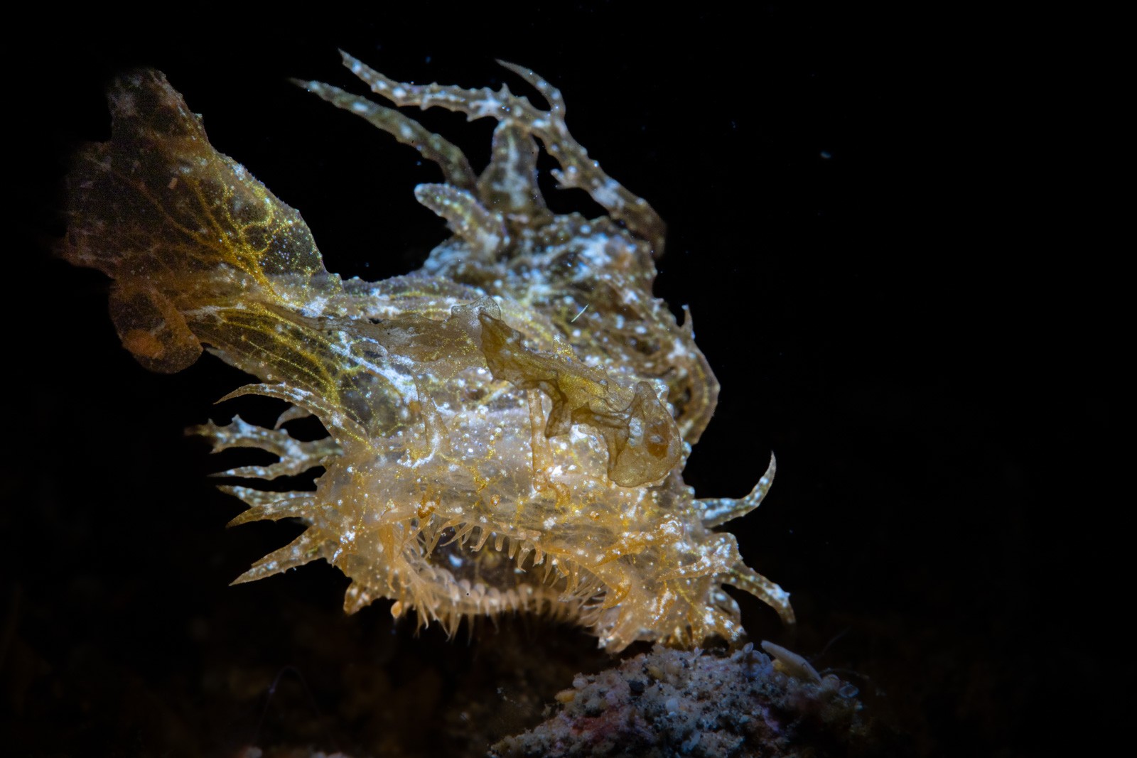Melibe colemani, Lembeh Strait