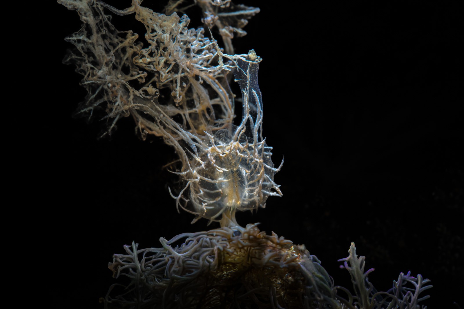 Melibe hanging, Lembeh