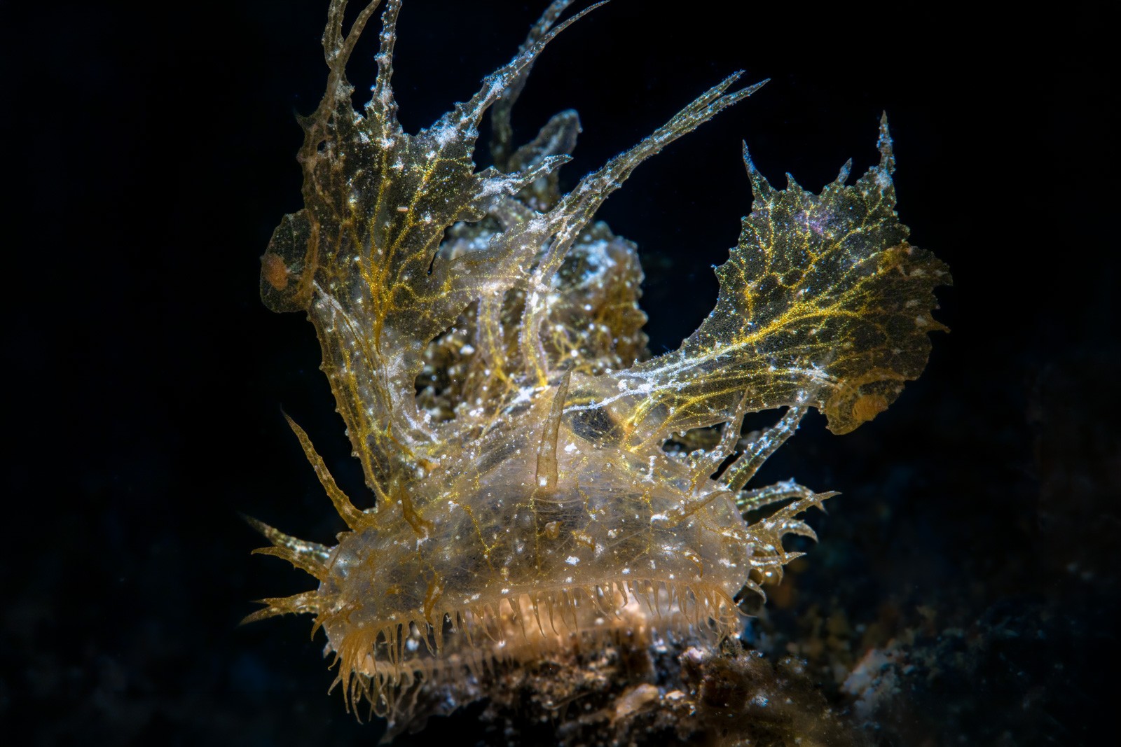Melibe colemani, Lembeh Strait
