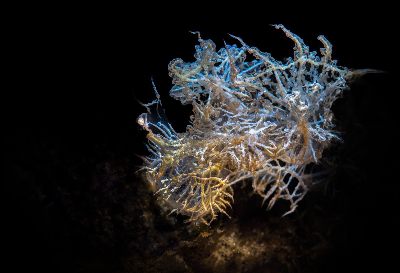 Melibe colemani, Lembeh Strait