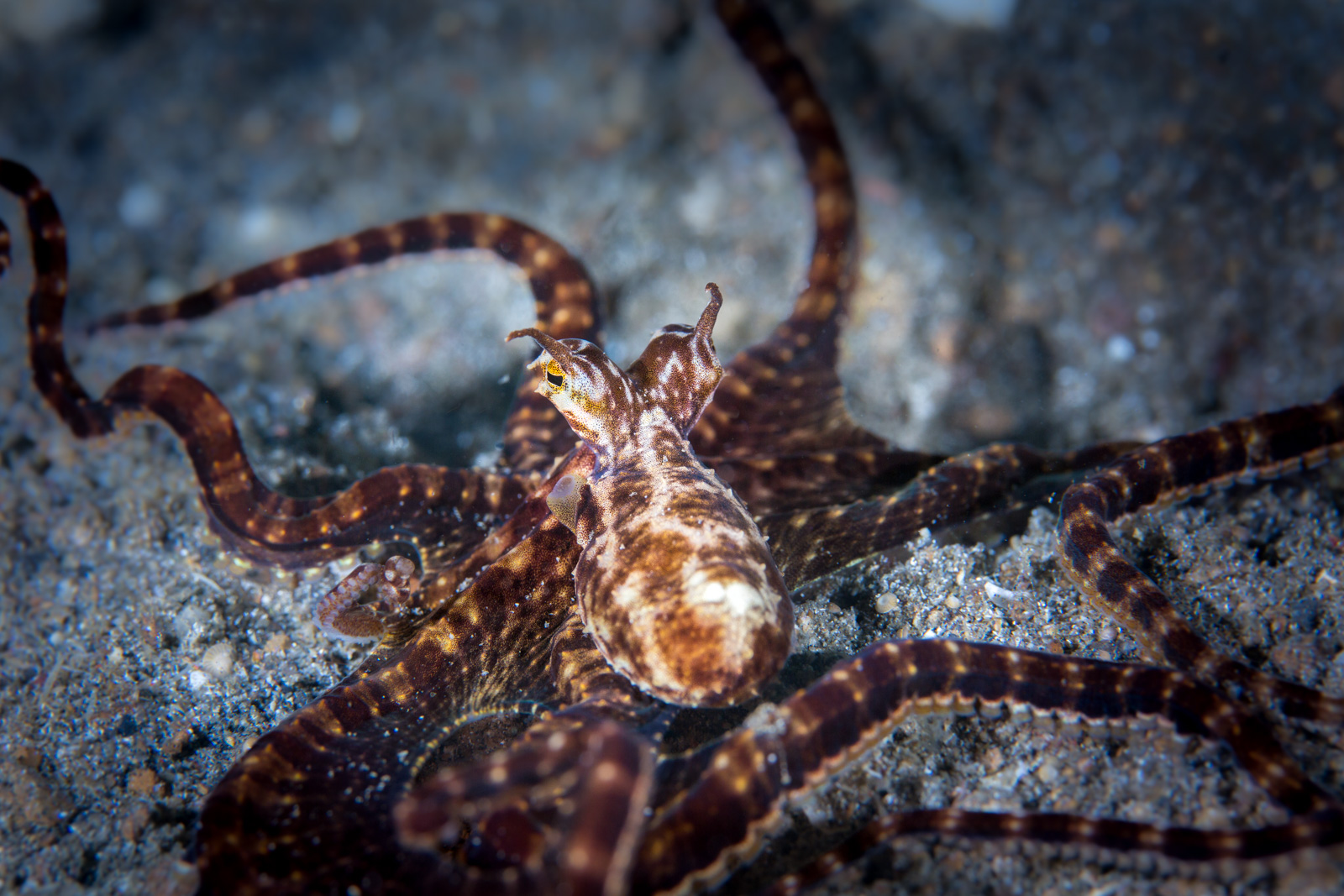 Mimic octopus