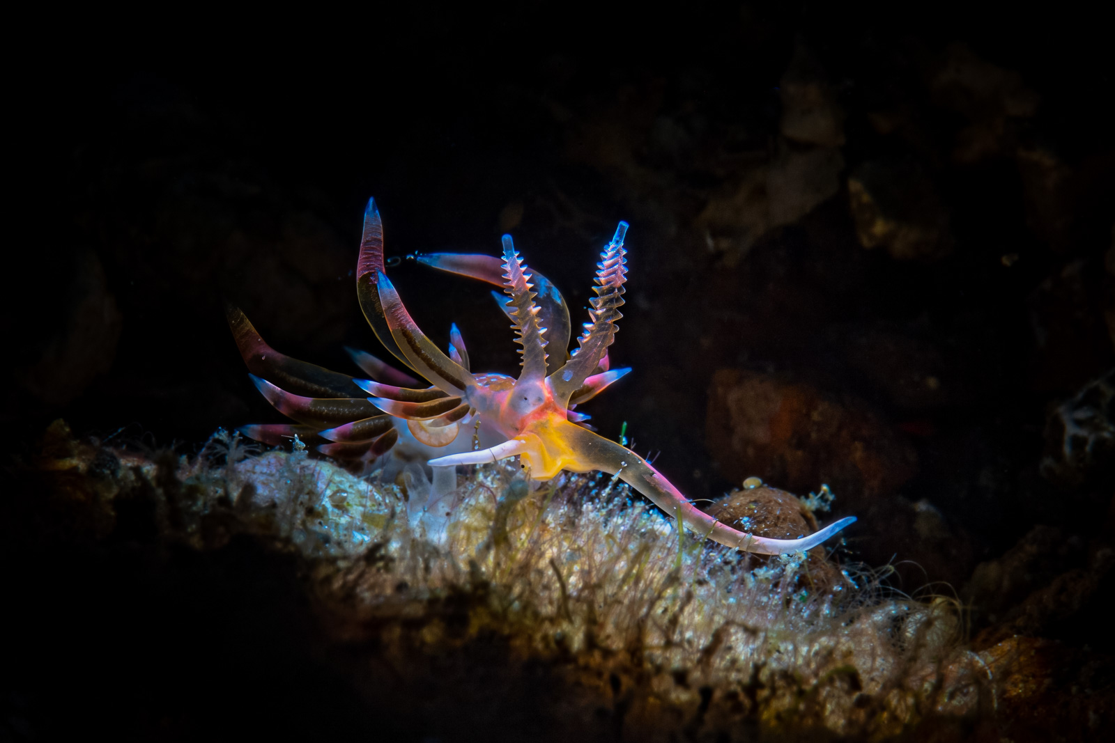 A nudibranch lit from behind, the Lembeh Strait