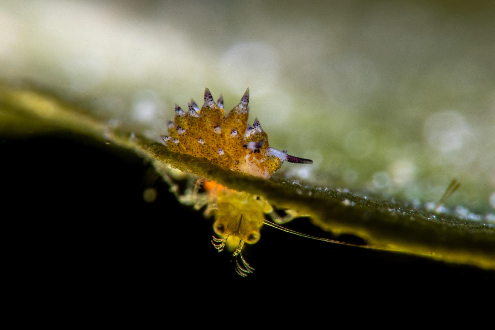 Nudibranch on a leaf edge with a tiny passenger, Lembeh