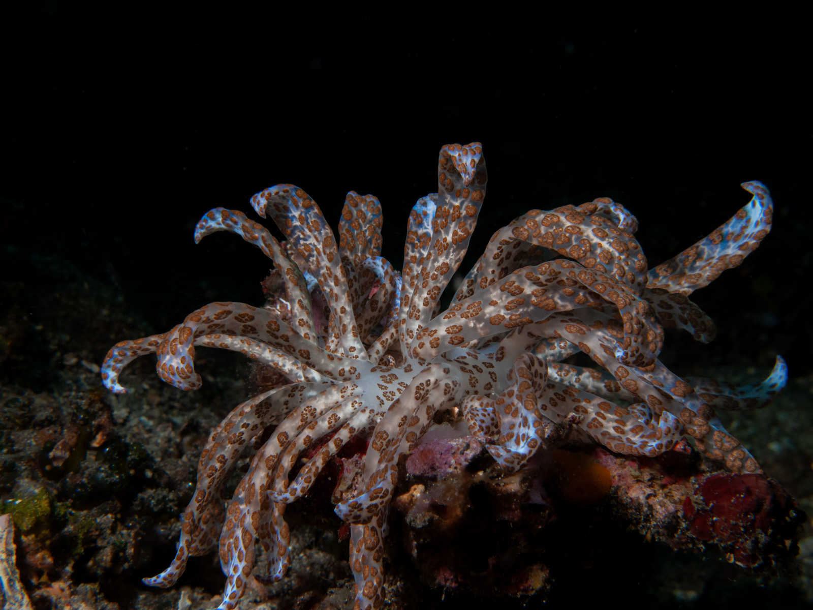 A solar-powered nudibranch, Phyllodesmium parangatum, arms raised, the Lembeh Strait