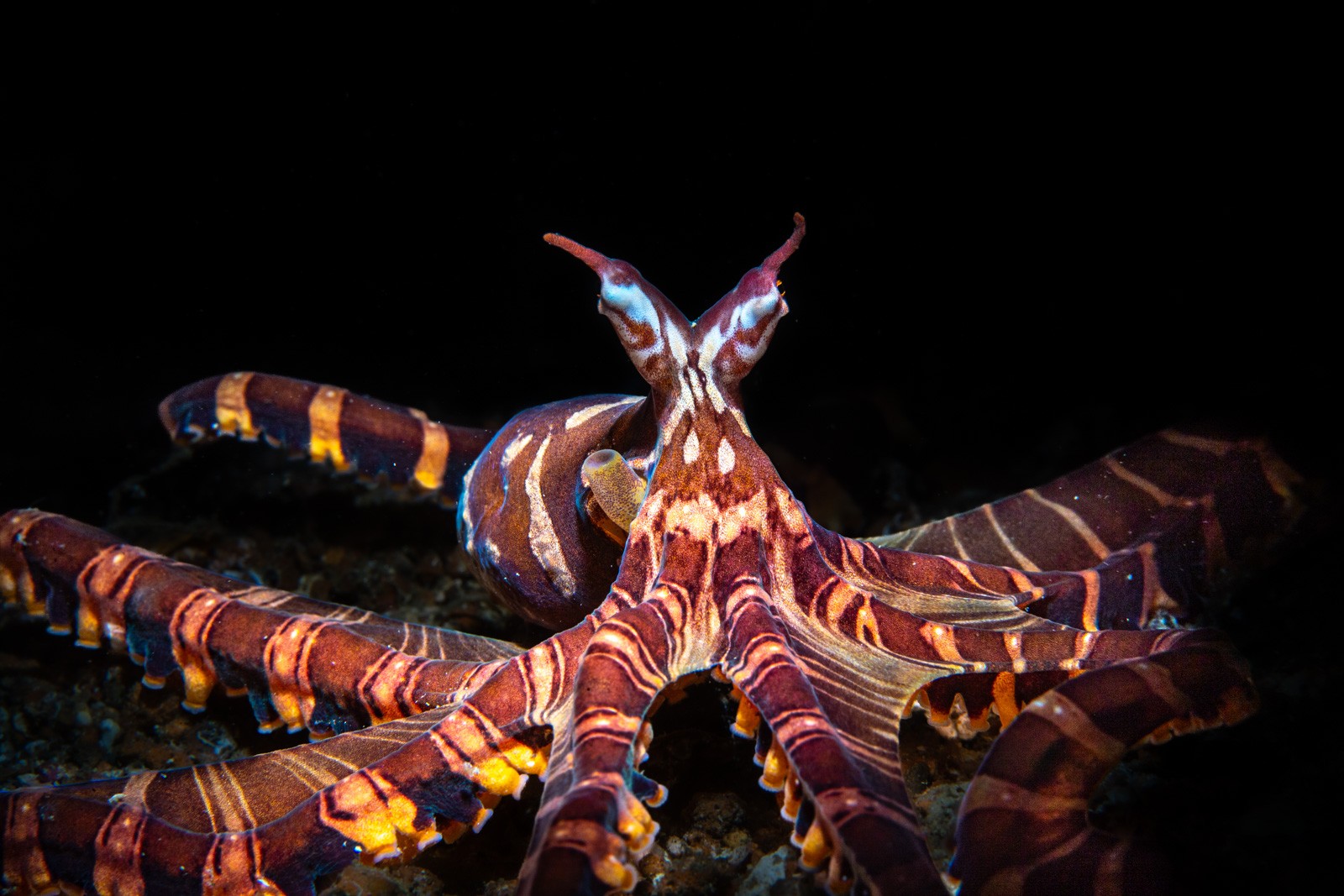 An octopus with banded arms raised over the sand, Lembeh