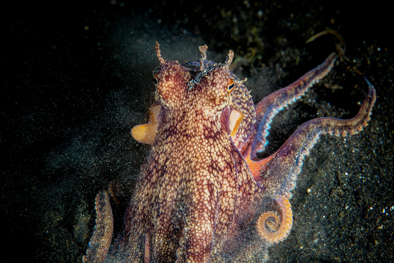 Octopus emerging from sand, Lembeh Strait