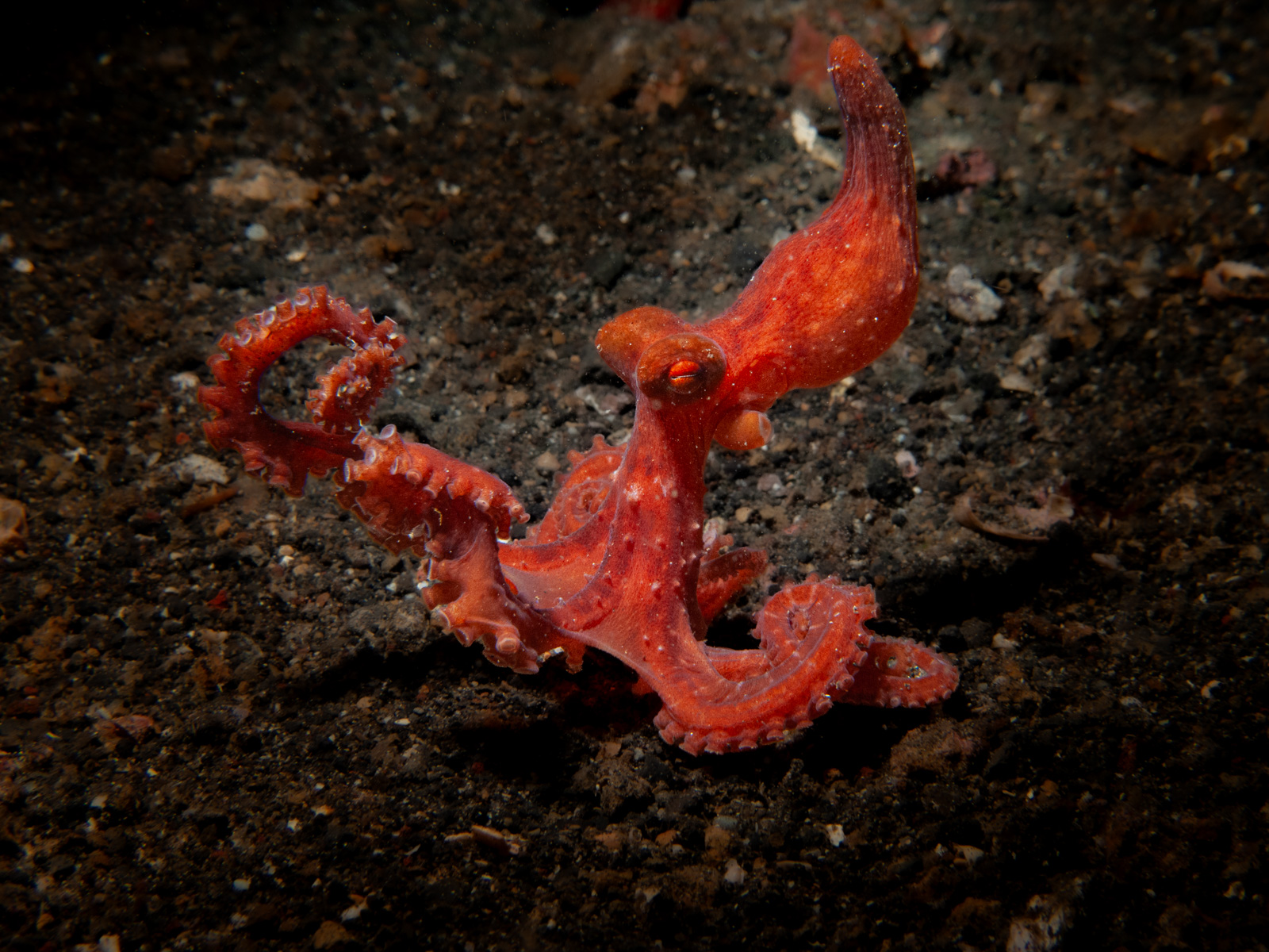 An octopus in red, on sand, the Lembeh Strait