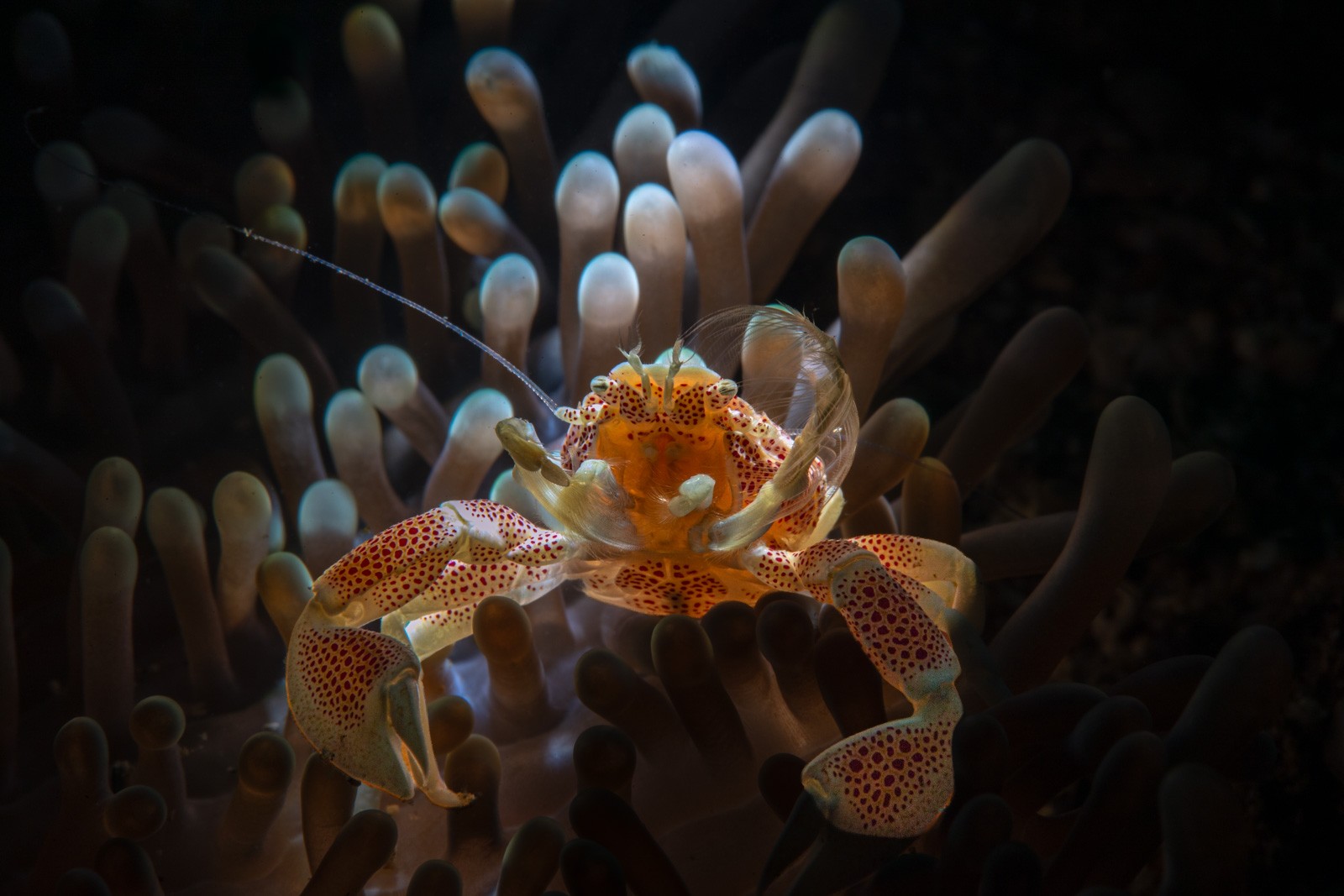 Porcelain crab in anemone, feeding fans out, Lembeh Strait