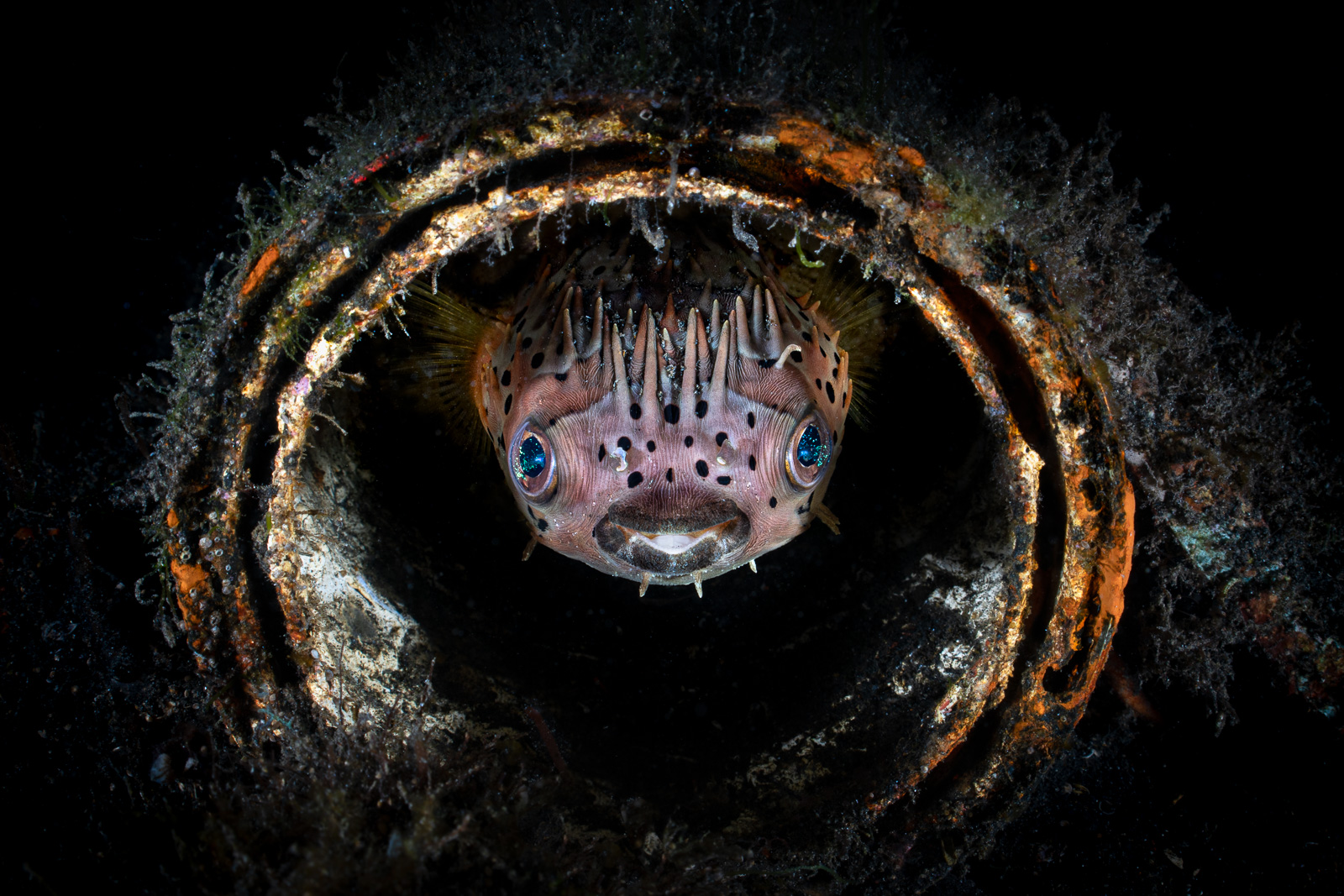 A porcupinefish, the Lembeh Strait
