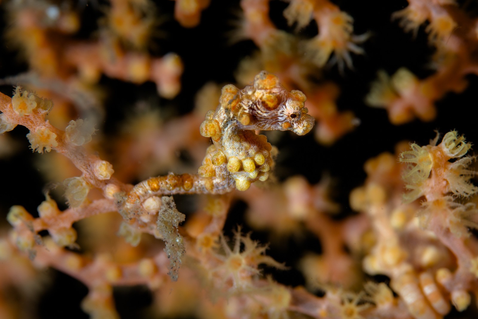 Pygmy seahorse, bargibanti, yellow morph, Lembeh Strait