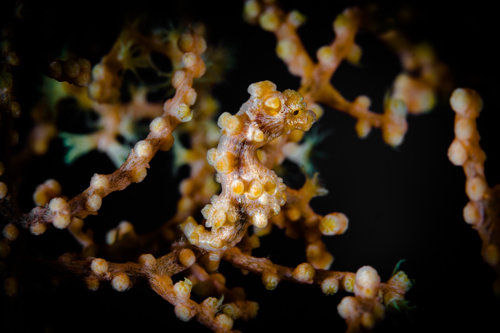 Pygmy seahorse, bargibanti, Lembeh Strait
