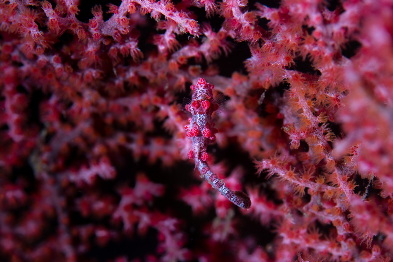 Pygmy seahorse on red gorgonian, Lembeh Strait