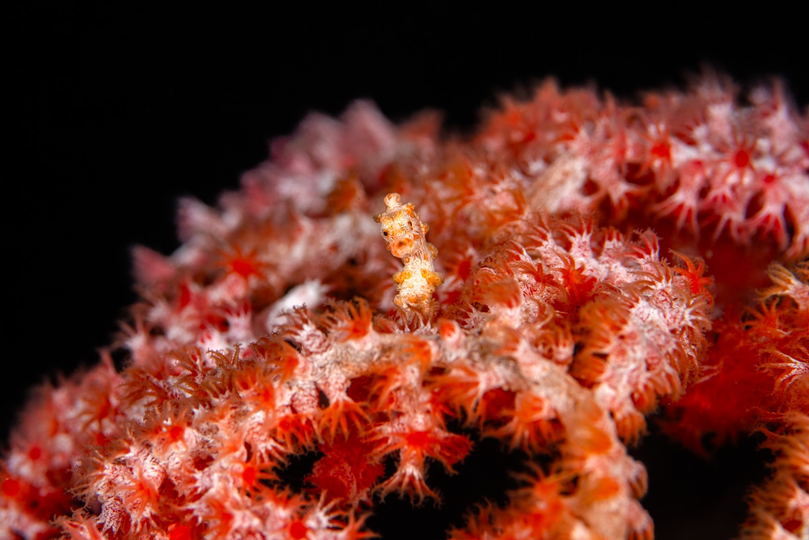 Pygmy seahorse on red/white soft coral, Lembeh Strait