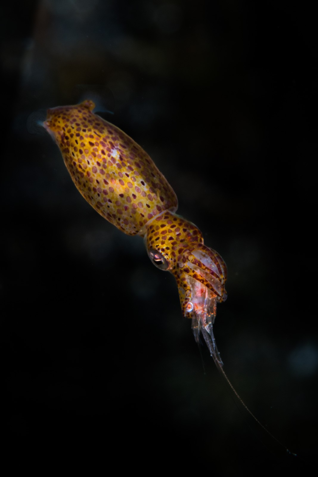 Pygmy squid on black, vertical, Lembeh Strait